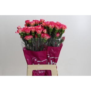 Dianthus St Spritz