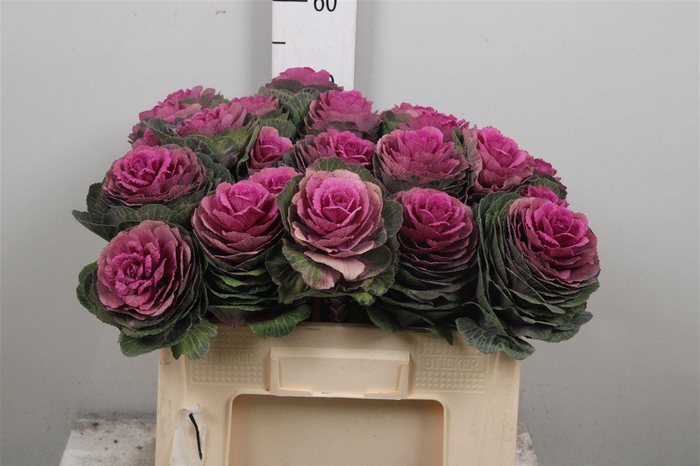 <h4>Brassica Red Crane</h4>