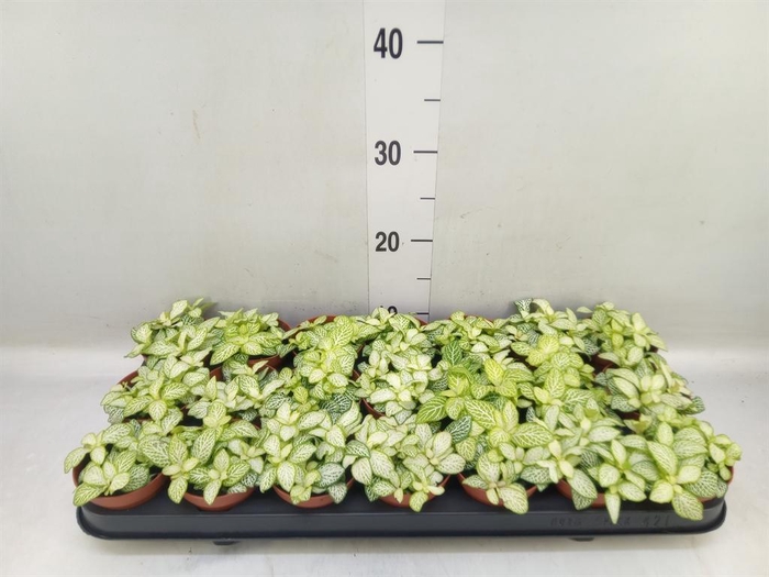 <h4>Fittonia   ...</h4>