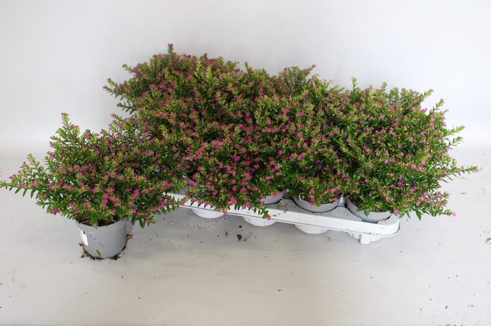 <h4>Cuphea hyssopifolia Rose</h4>