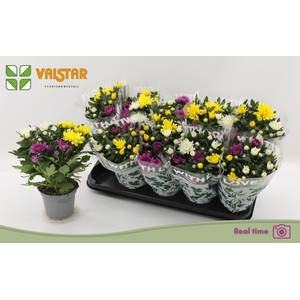 CHRYS DA VINC GEM PT