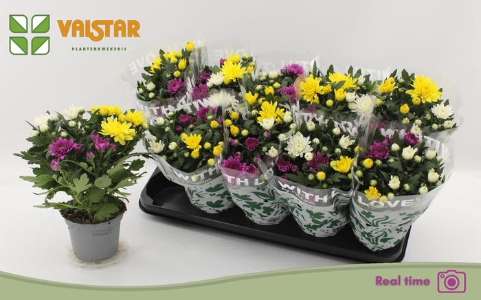 <h4>CHRYS DA VINC GEM PT</h4>