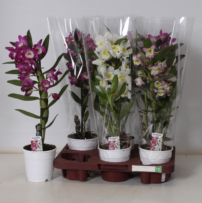 <h4>DENDR N GEM</h4>