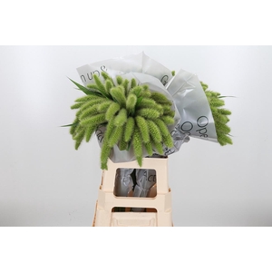 Seta Ital Volle Melk