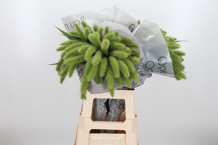 <h4>Seta Ital Volle Melk</h4>