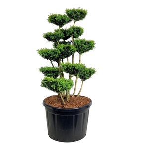 Buxus sempervirens