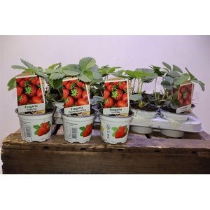 Frag Ostara Mixk 3 Soorten