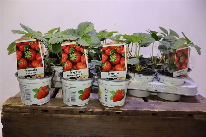 <h4>Frag Ostara Mixk 3 Soorten</h4>