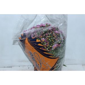 CRISANTEMO BOLA BELGA P20 ROSA