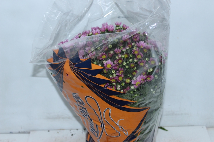 CRISANTEMO BOLA BELGA P20 ROSA