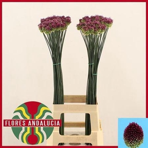 Allium Sphaerocephal