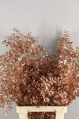 <h4>Df Ruscus 70cm Bs Copper</h4>