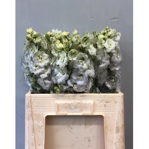 Delph Du Centu White