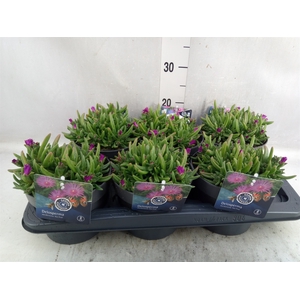 Delosperma coop.