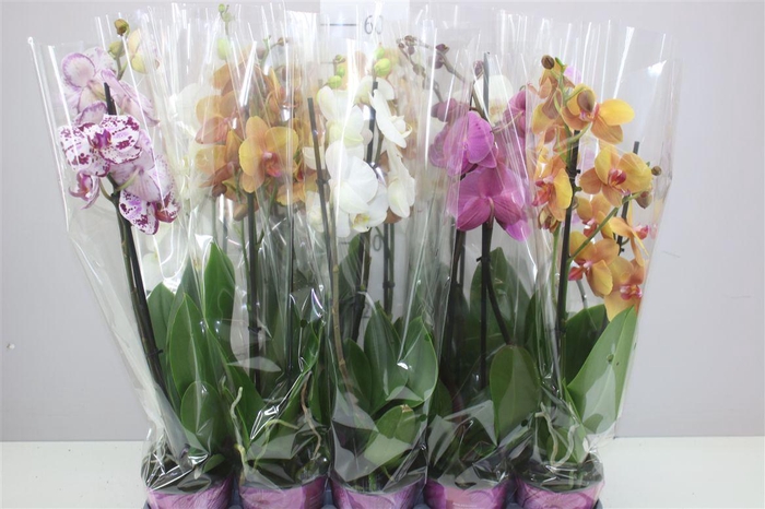 <h4>Phal Gemengd 2 Tak Basic</h4>