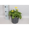 vaste planten 19 cm  Doronicum orientale