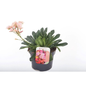 Lewisia cotyledon