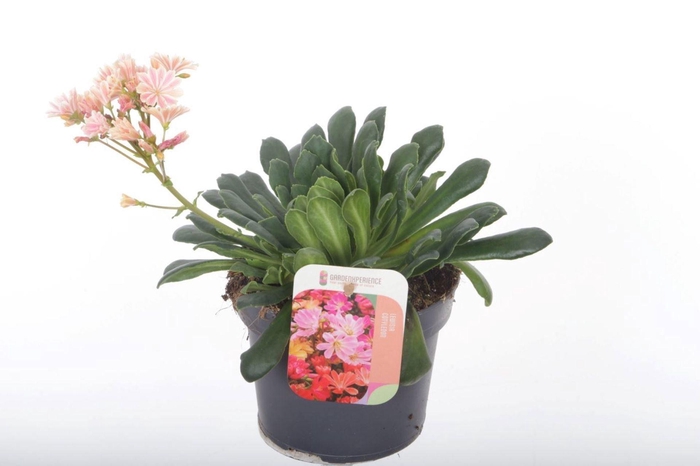<h4>Lewisia cotyledon</h4>