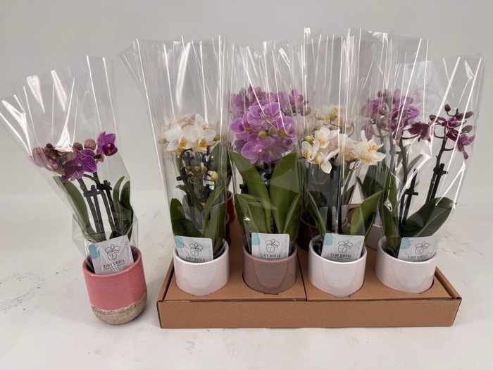 <h4>PHAL MINI</h4>