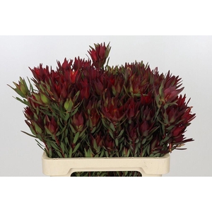 Leucadendron salignum blush spray