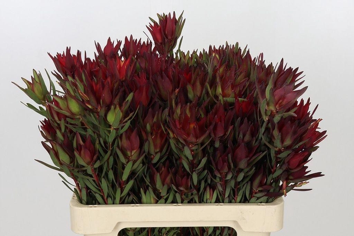 <h4>Leucadendron salignum blush spray</h4>