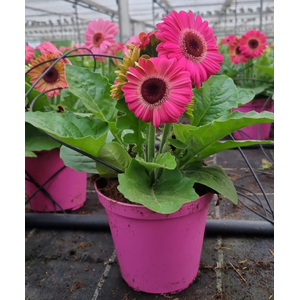 Gerbera grootbloemig gemengd 