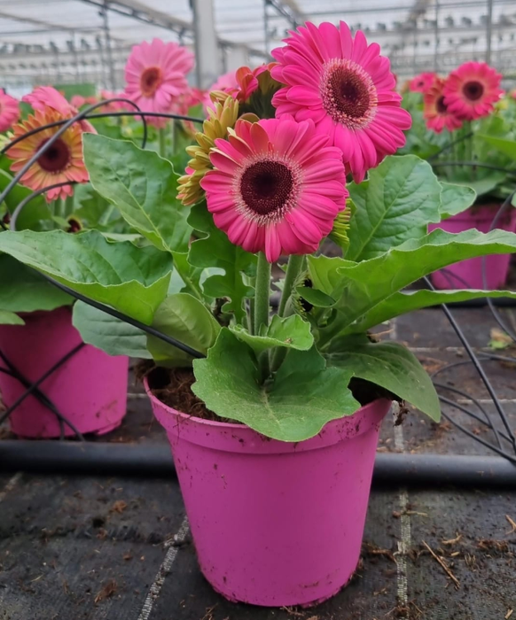 <h4>Gerbera grootbloemig gemengd </h4>