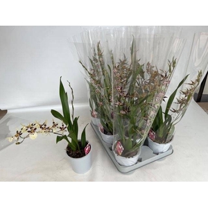 BRASSIA SUMMER DREAM