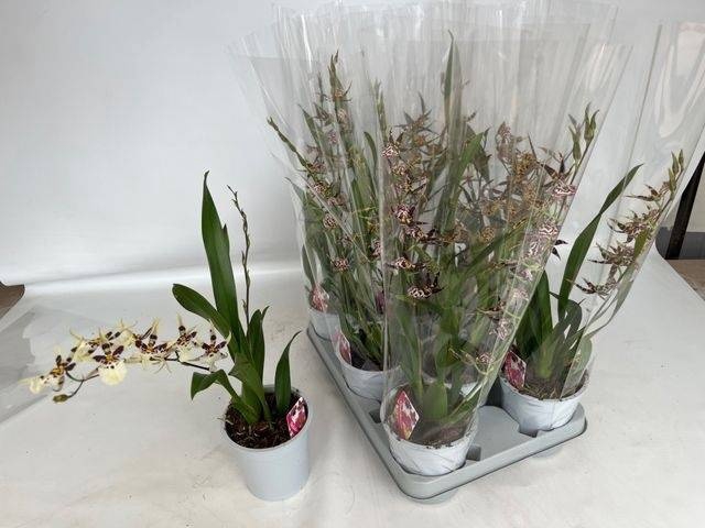 <h4>BRASSIA SUMMER DREAM</h4>