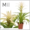 Guzmania Deseo White