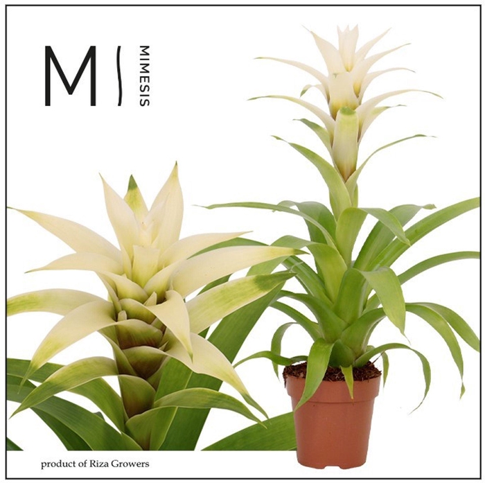 Guzmania Deseo White
