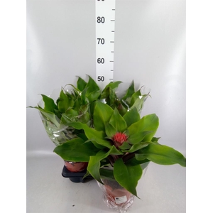 Aechmea tayoensis