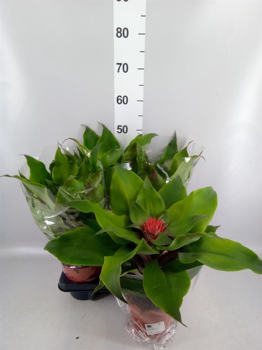 <h4>Aechmea tayoensis</h4>