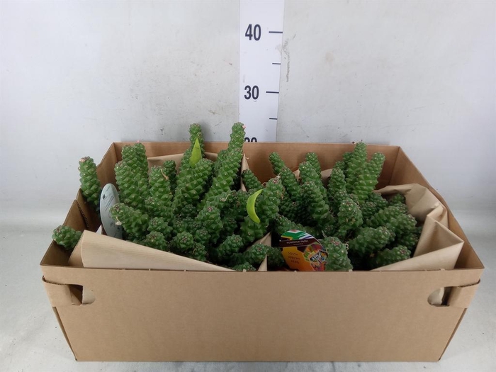 <h4>Succulents   ...</h4>