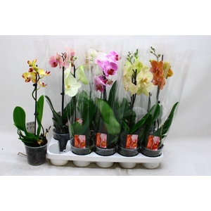 PHAL GEM