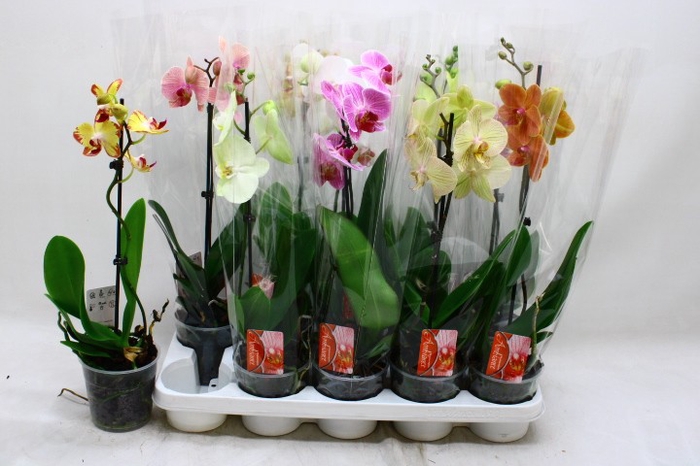 <h4>PHAL GEM</h4>