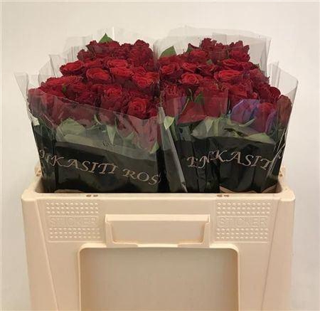 <h4>R Gr Madam Red</h4>