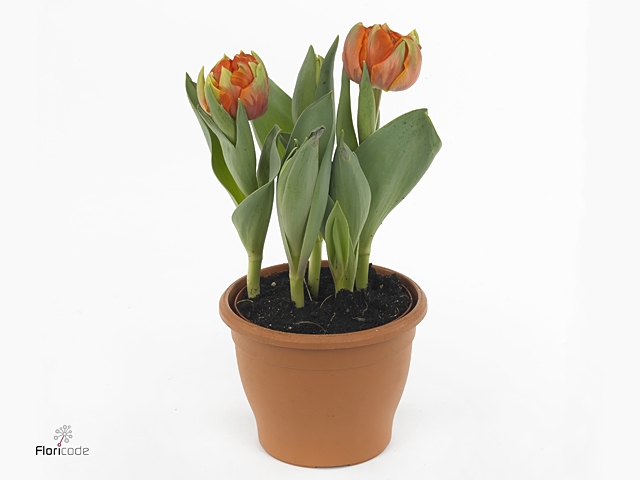 TUL DU ORAN PRINCESS