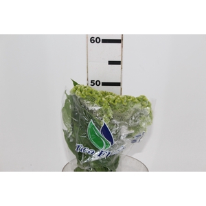 CEL. BOMBAY GREEN 050 CM VERDE