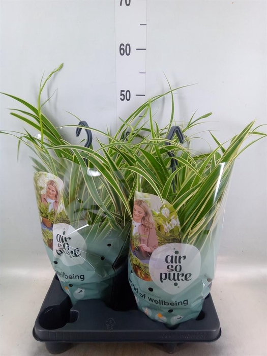 <h4>Chlorophytum com. 'Vittatum'</h4>
