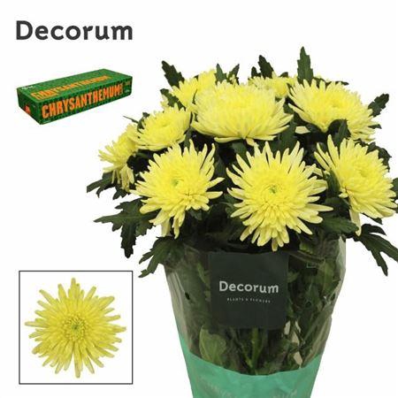 <h4>Chr G Topspin Yellow</h4>