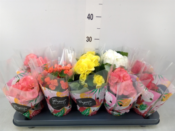 <h4>Begonia elat. DU   ...mix</h4>