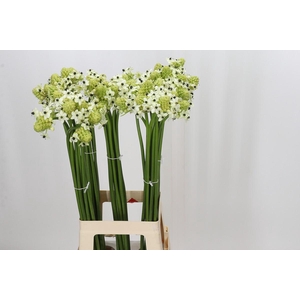 Ornithogalum Saundersiae