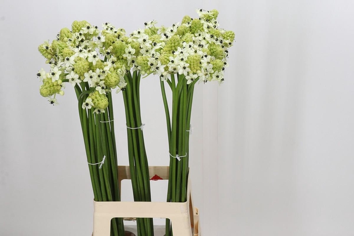 <h4>Ornithogalum Saundersiae</h4>
