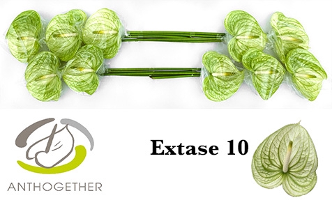 <h4>Anthurium Extase</h4>