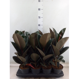 Ficus elastica 'Abidjan'