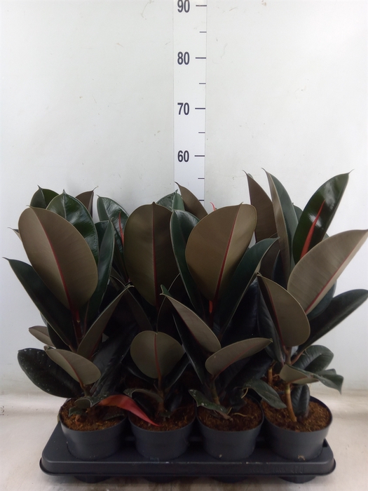<h4>Ficus elastica 'Abidjan'</h4>