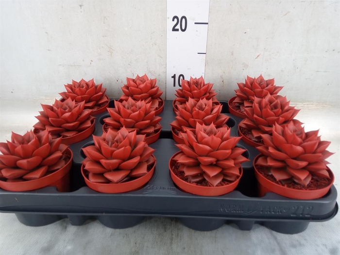 <h4>Echeveria purpusorum</h4>