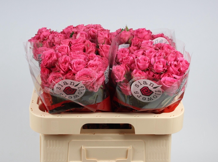 <h4>R TR PINK DIMENSION</h4>