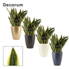 Sansevieria Superba 12 cm in Carly (Neo Architect-collection)